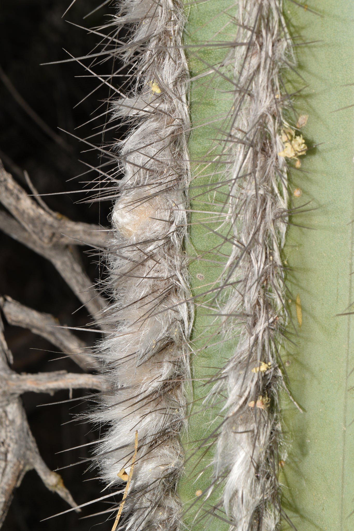 Pilosocereus chrysacanthus
